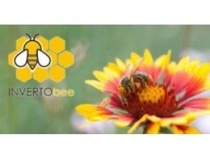 Healthy and productive beehives with invertobee