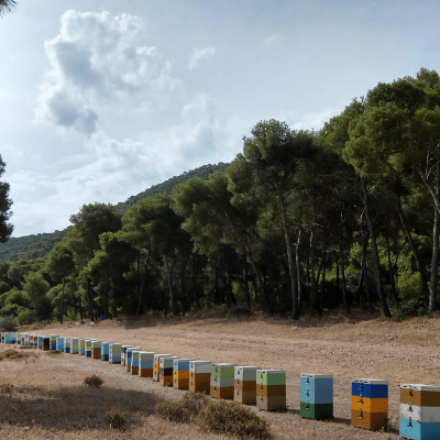invertobee: hives on a field